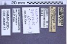 Etiketten zu Lacon sparsus (NHMW-ZOO-COL-0008157)